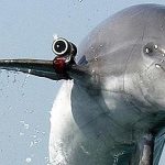 Animales espía y delfines «Kamikaze»