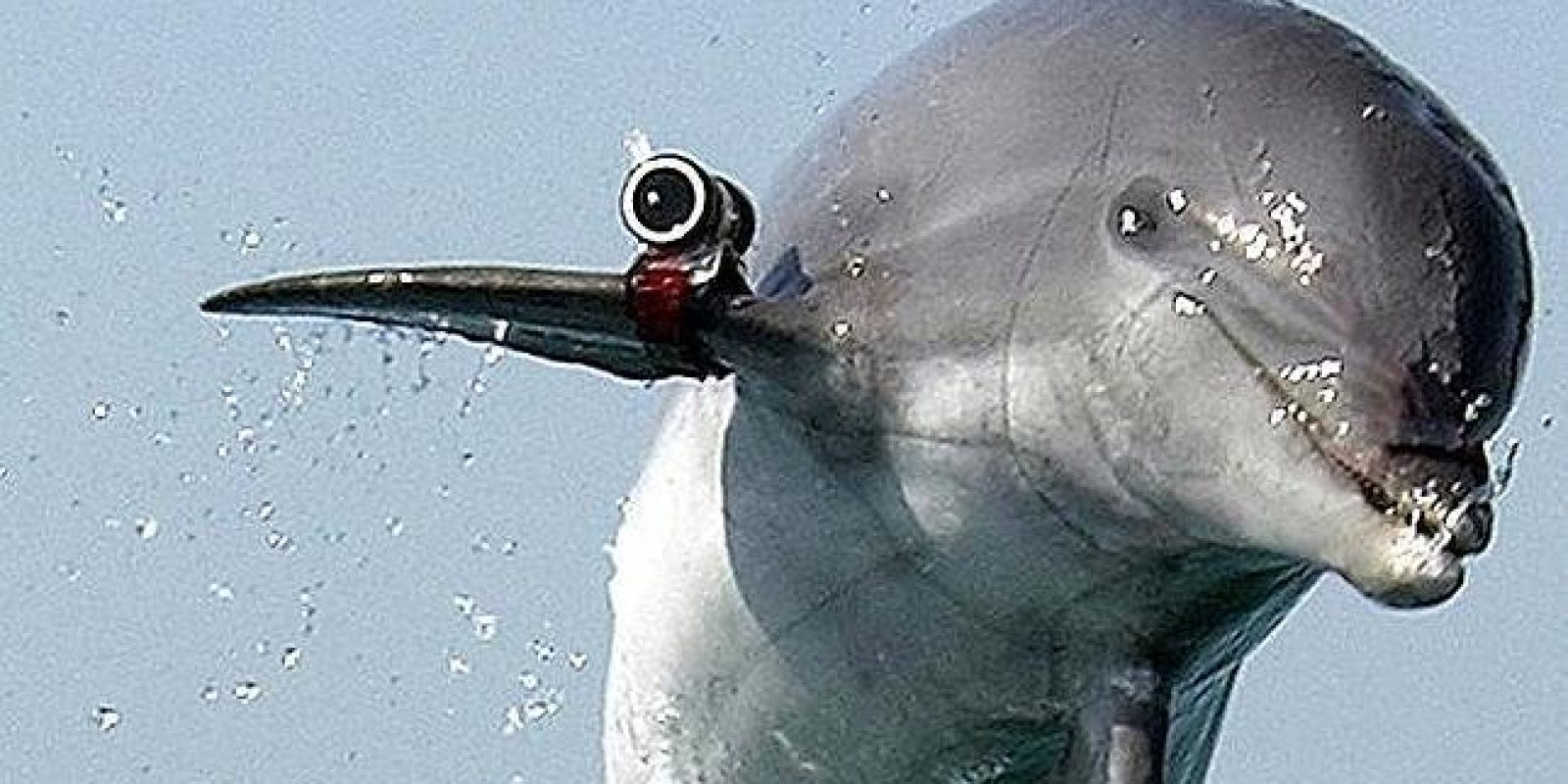 Animales espía y delfines «Kamikaze»