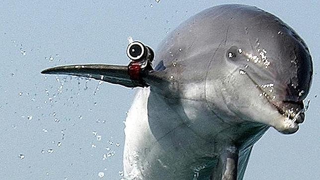 Los delfines se usan como arma de guerra para detectar minas o hundir submarinos