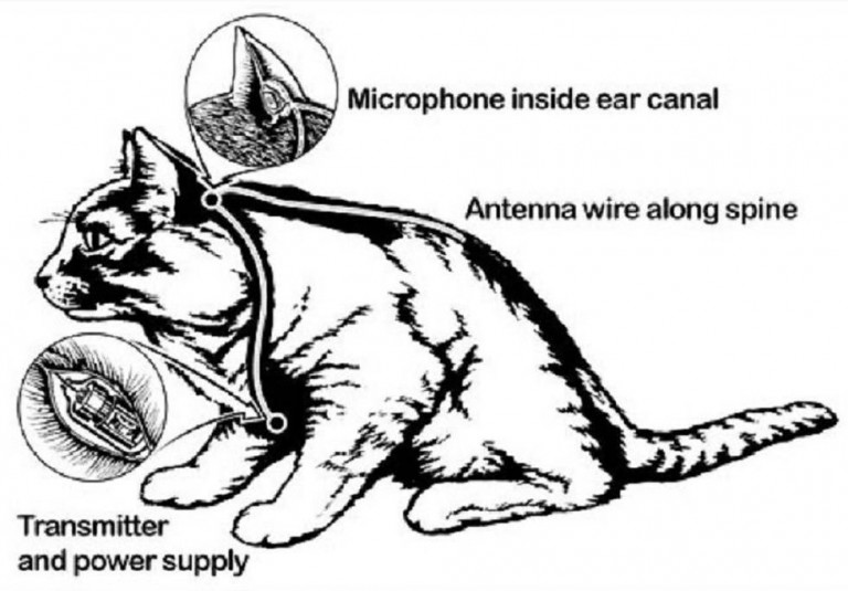 Los gatos eran utilizados como espías insertando en su cerebro implantes eléctricos


