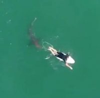 Un  tiburón curioso se acerca a un surfista y no pasa nada.