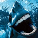 11 Especies de tiburón que NO conoces + BONUS al final.