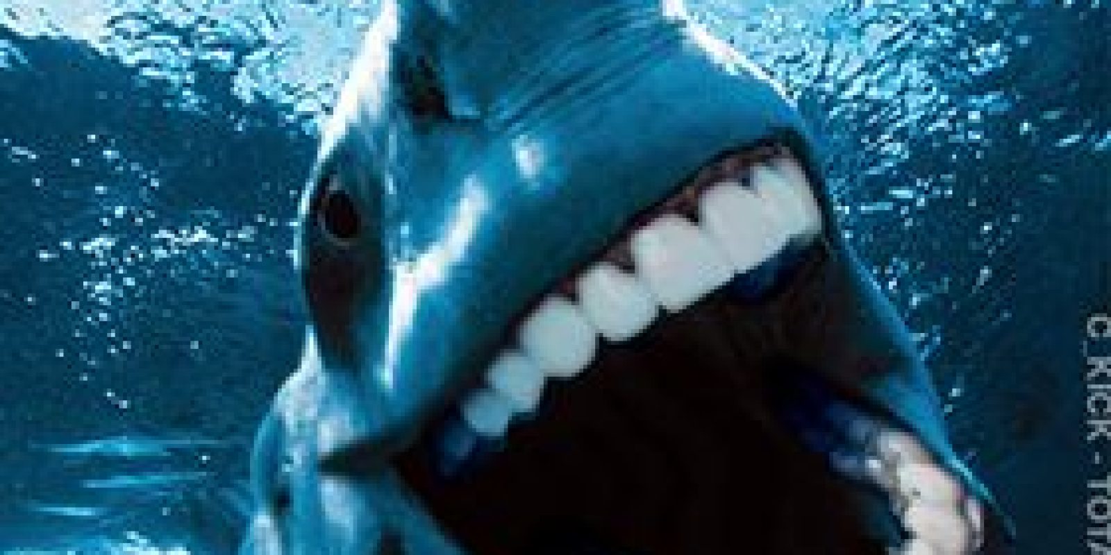 11 Especies de tiburón que NO conoces + BONUS al final.