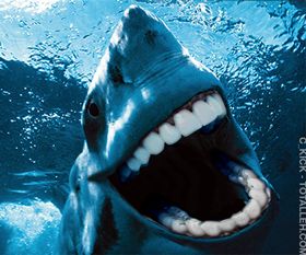 11 Especies de tiburón que NO conoces + BONUS al final.