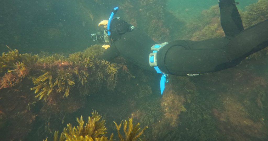 El pecio oculto de Vigo 3 apneísta nadando sobre el pecio del Mar 12 en Cabo Estai Vigo