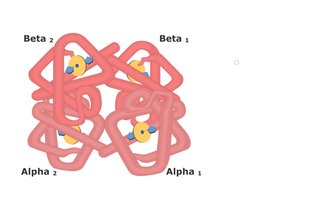 Hemoglobin molecule 1024x731 1
